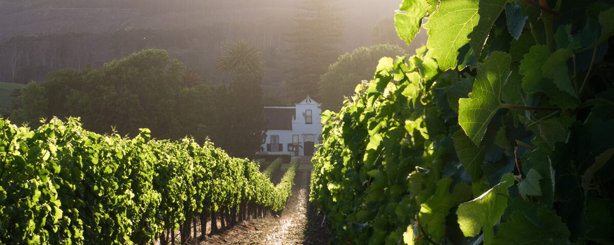 gröna vinrankor framför en vingård i Sydafrika