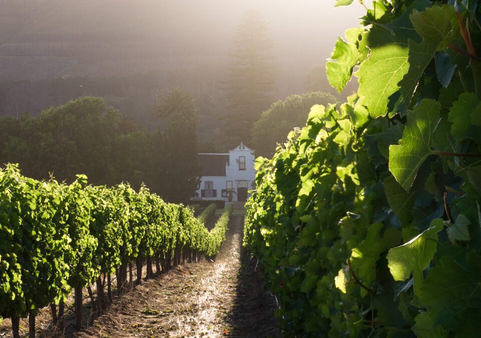 gröna vinrankor framför en vingård i Sydafrika