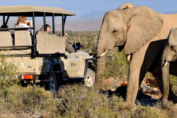 Två elefanter tittar in på en beige och öppen safaribil på Sanbona Wildlire Reserve, det allra bästa alternativet för dig som vill på safari nära Kapstaden