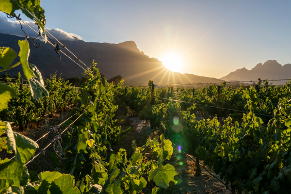 Vineyards in the sunset light in the Franschhoek Valley in South