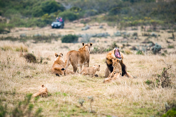 En lejonhanne gapar stort och lejonhonorna omkring honom tittar på en safaribil som kör mot dem i bakgrunden. Gondwana Private Game Reserve är ett av de bästa alternativen för dig som vill göra safari nära Kapstaden.