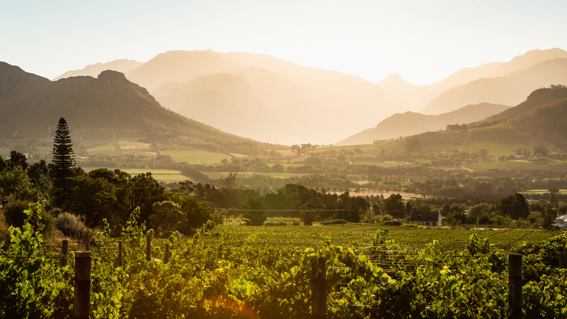 Vin- och vindruvor syns i förgrunden och i bakgrunden ett bergigt landskap i skymningsdis. Vin och vingårdar på Kaphalvön är fantastiska att besöka