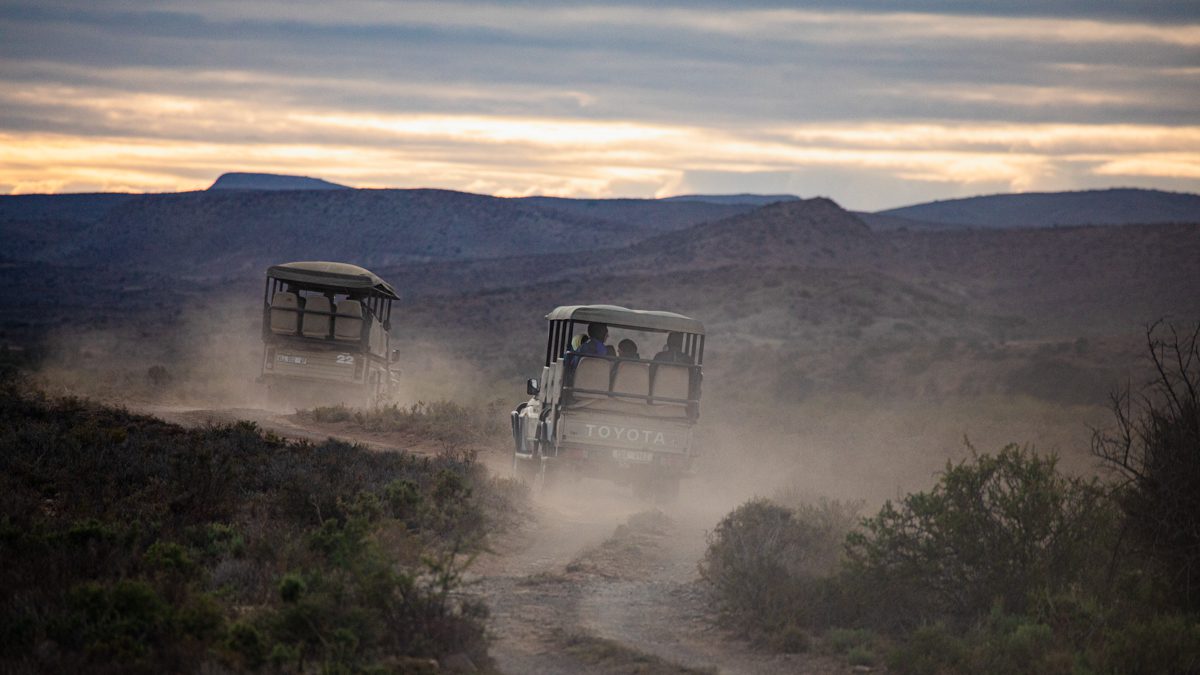 Bäst safari nära Kapstaden hittar du på Sanbona Wildlife Reserve. Det är skymning och två safaribilar kör mot horisonten. En plym av damm i moln efter bilarna.
