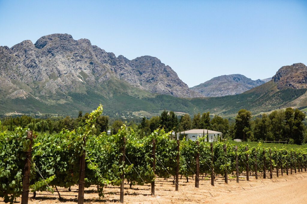 Franschhoek eller Stellenbosch? Denna vingård ligger i Franschhoek. Det är vinrankor i förgrunden, grönskande och vackra, och i bakgrunden en kuliss av berg.
