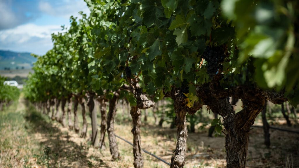 Vinrankor i förgrunden, himmel i bakgrunden. Bästa restauranger i Stellenbosch ligger ofta i en vingård